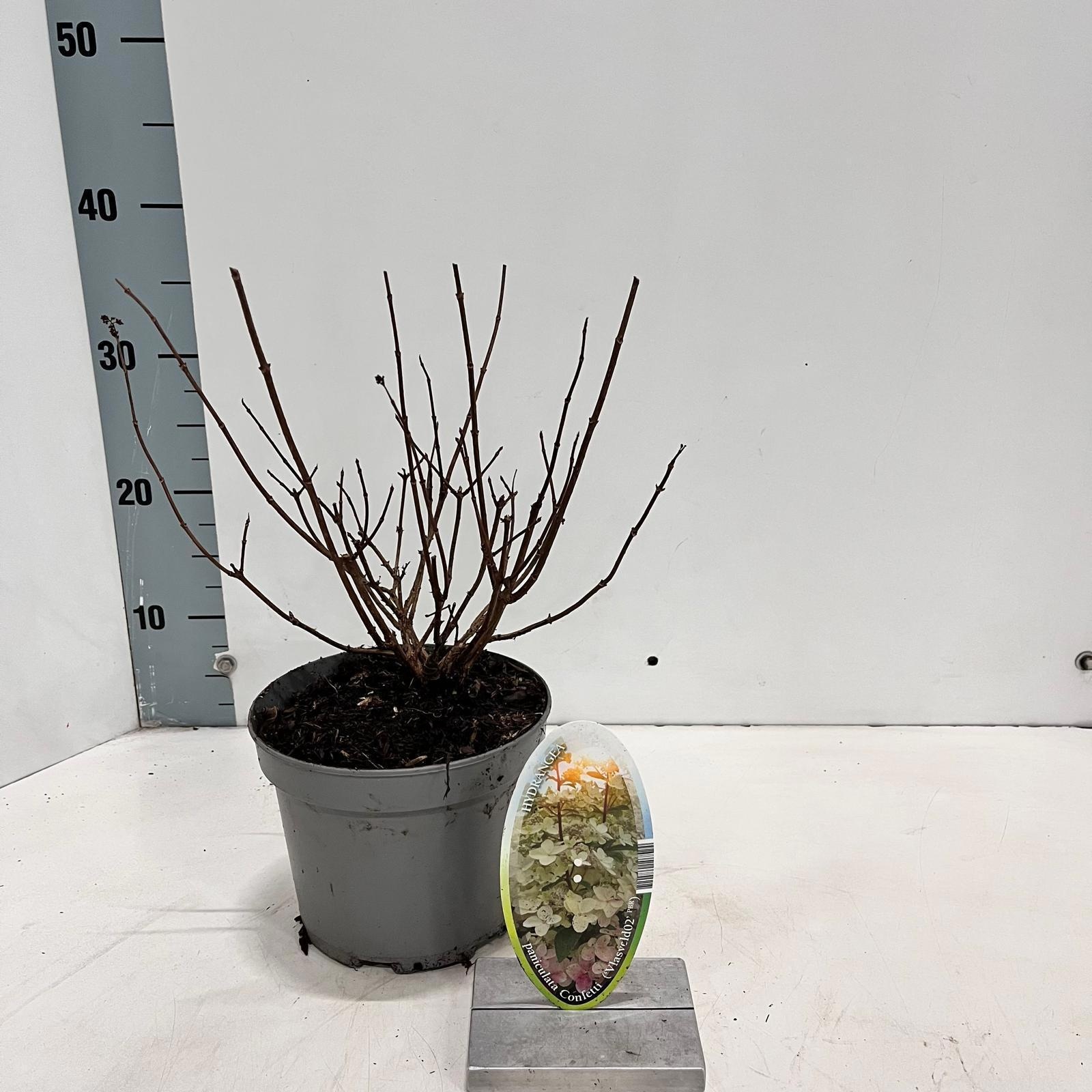 Hydrangea pan. Confetti ('Vlasveld 02'PBR), D 17