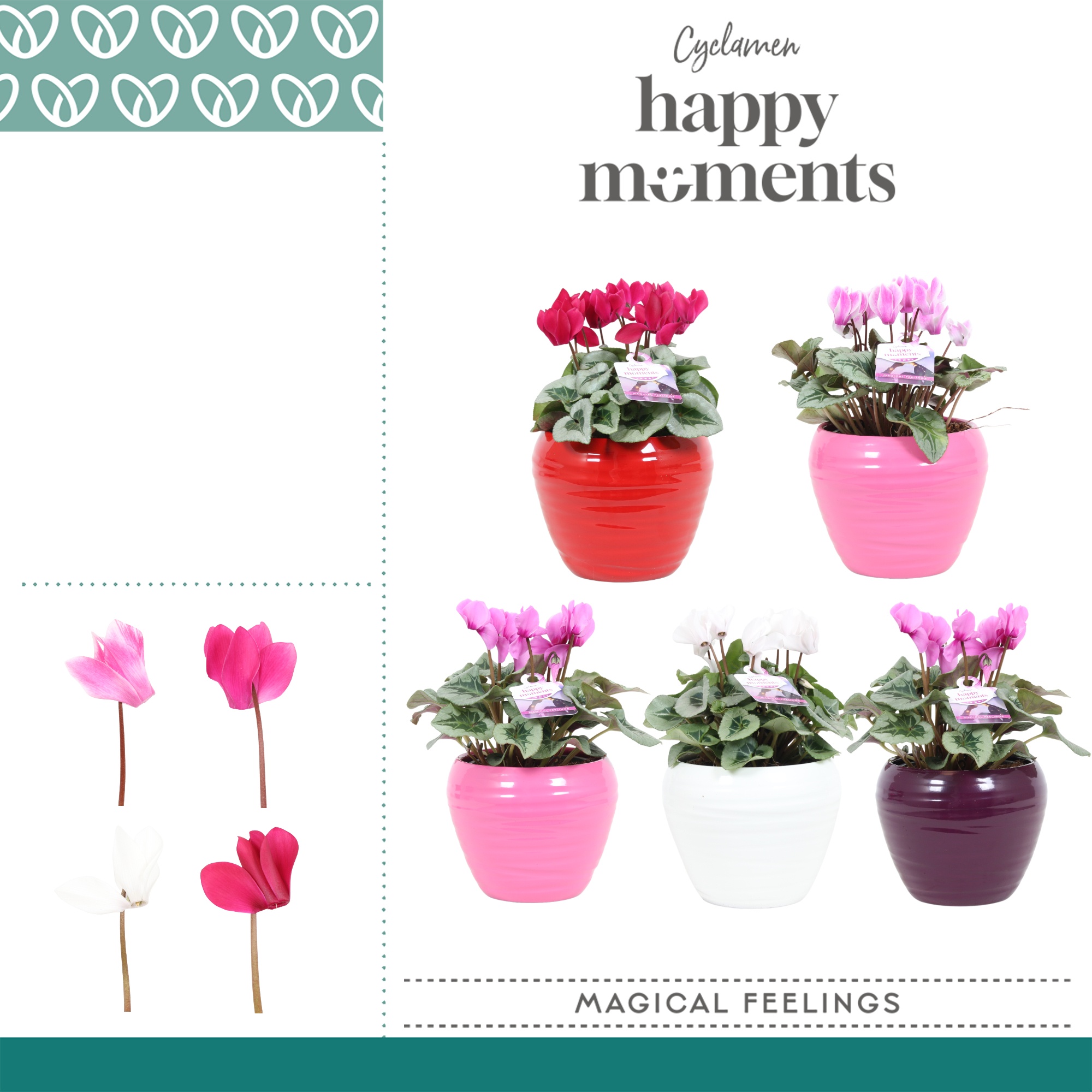 Cyclaam Magical Feelings in ompot Melanie, D 12 cm