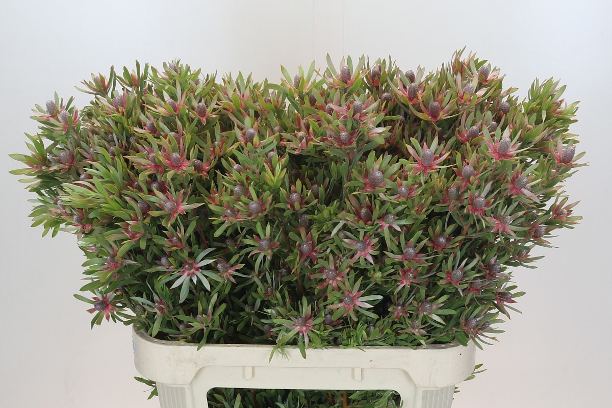 Леукадендрон Стар Перл 80, шт.