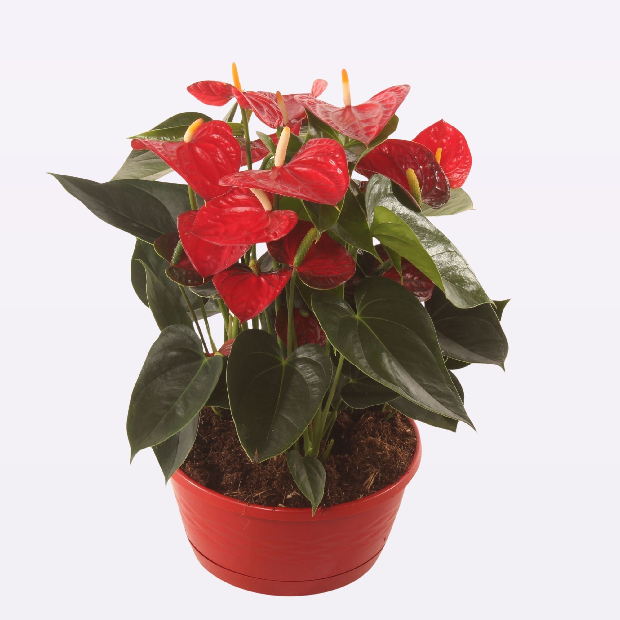 Anth. Easy Red 23cm Schaal, D 23