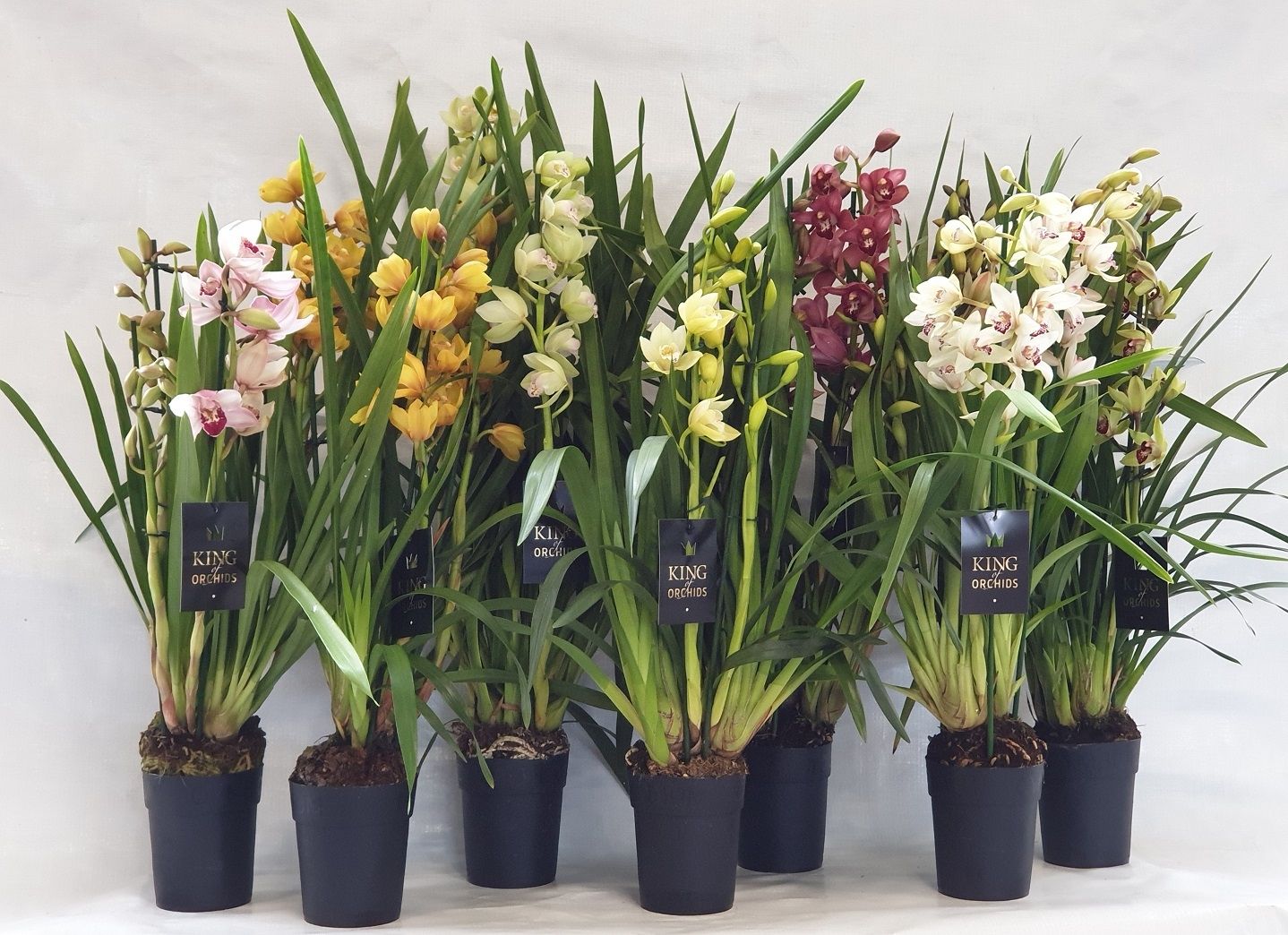 KINGofORCHIDS 3/4 tak 4 kleuren MIX, D 14 cm