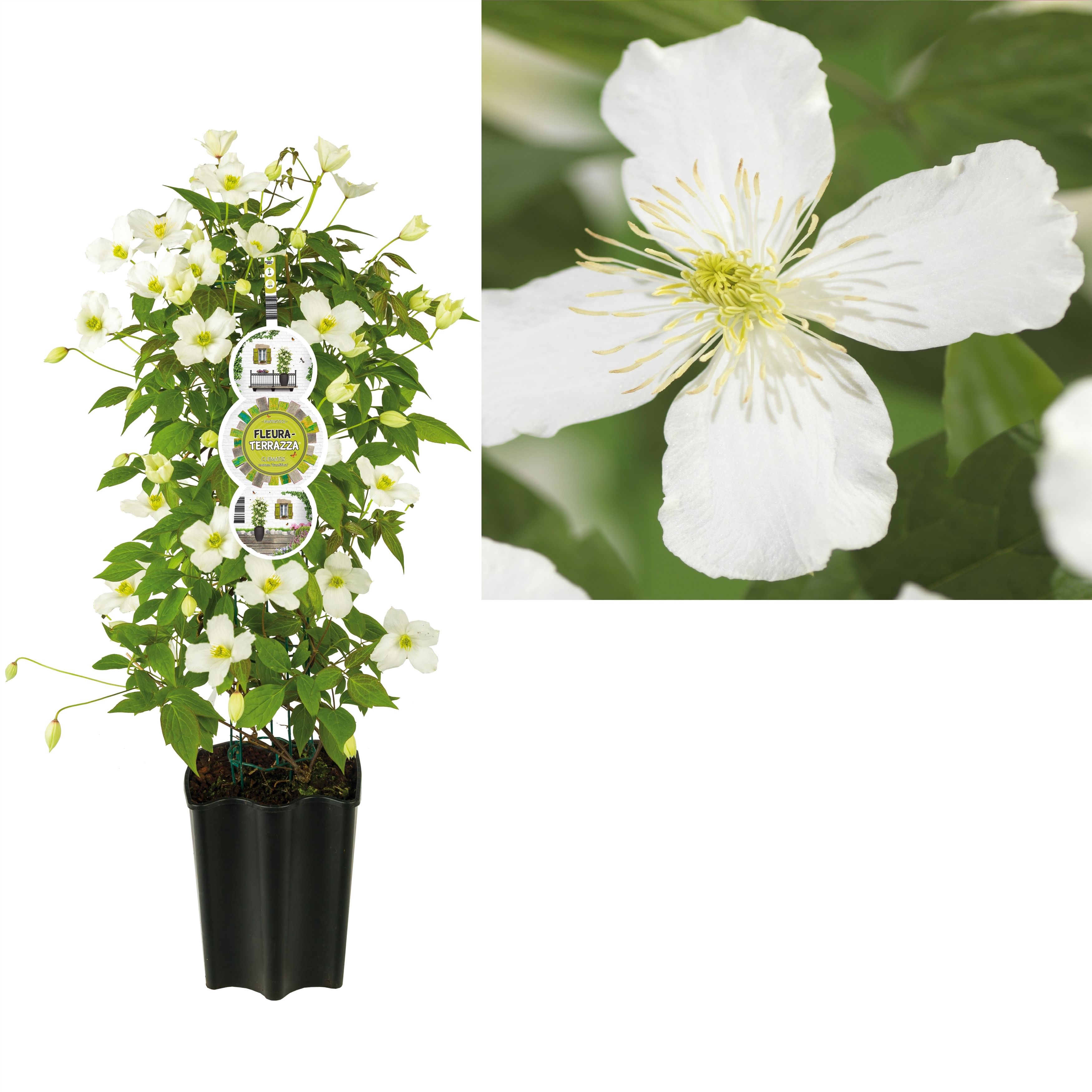 FleuraTerrazza W320 Clematis montana 'Grandiflora' +label, D 19