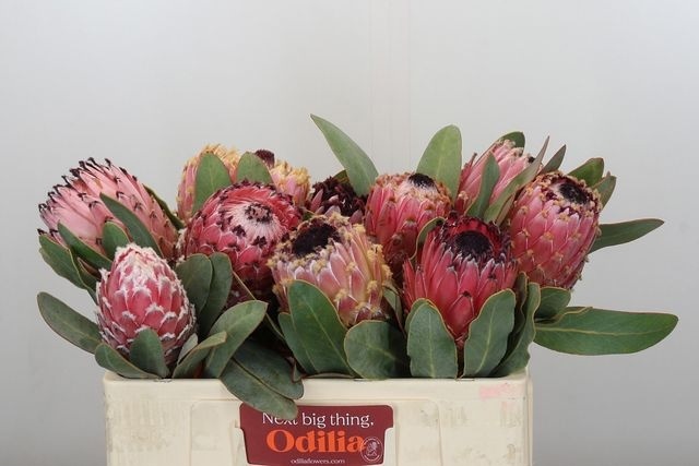 Протея Магнифика 50, шт.