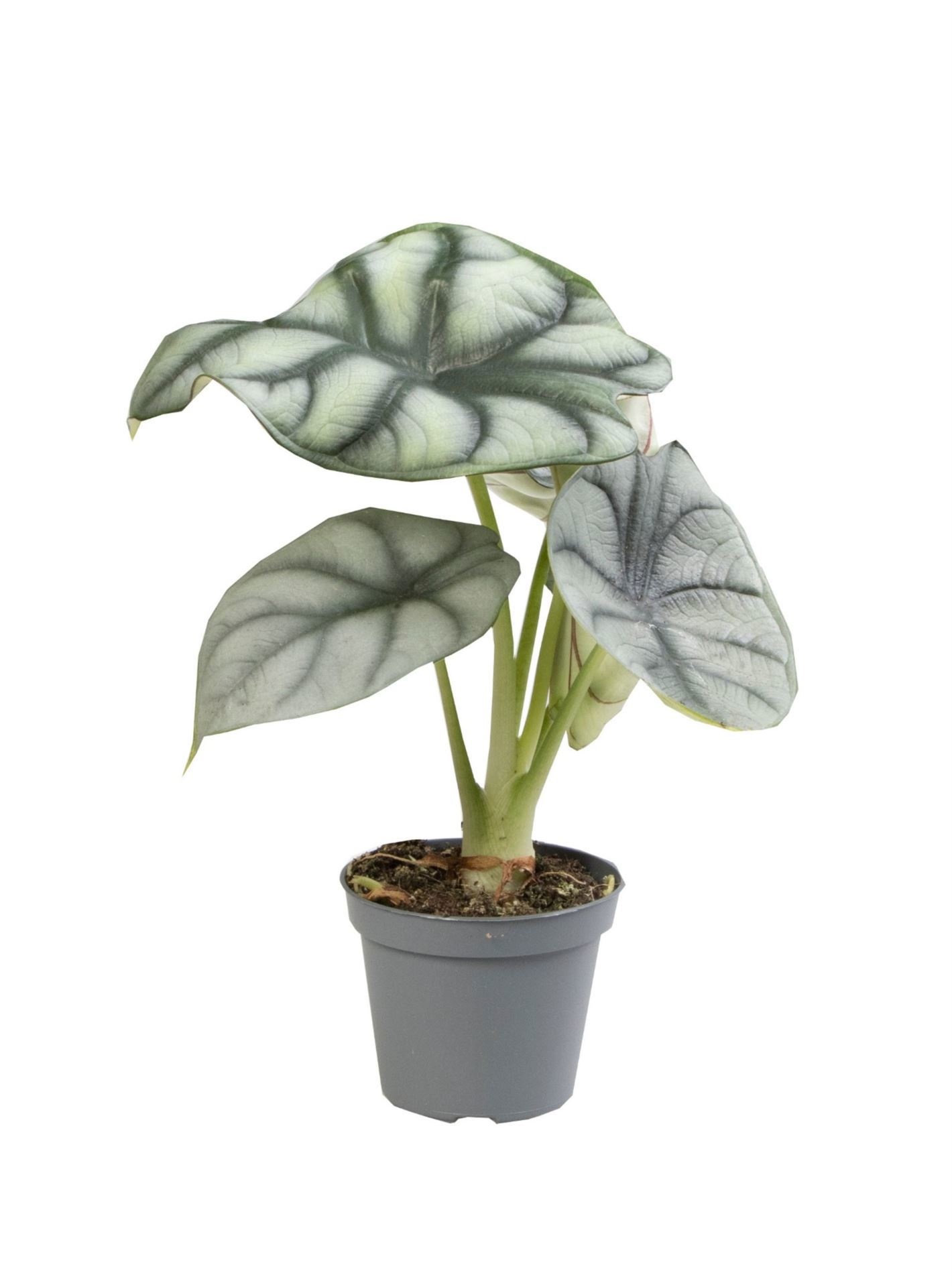 Alocasia Silver Dragon, D 6