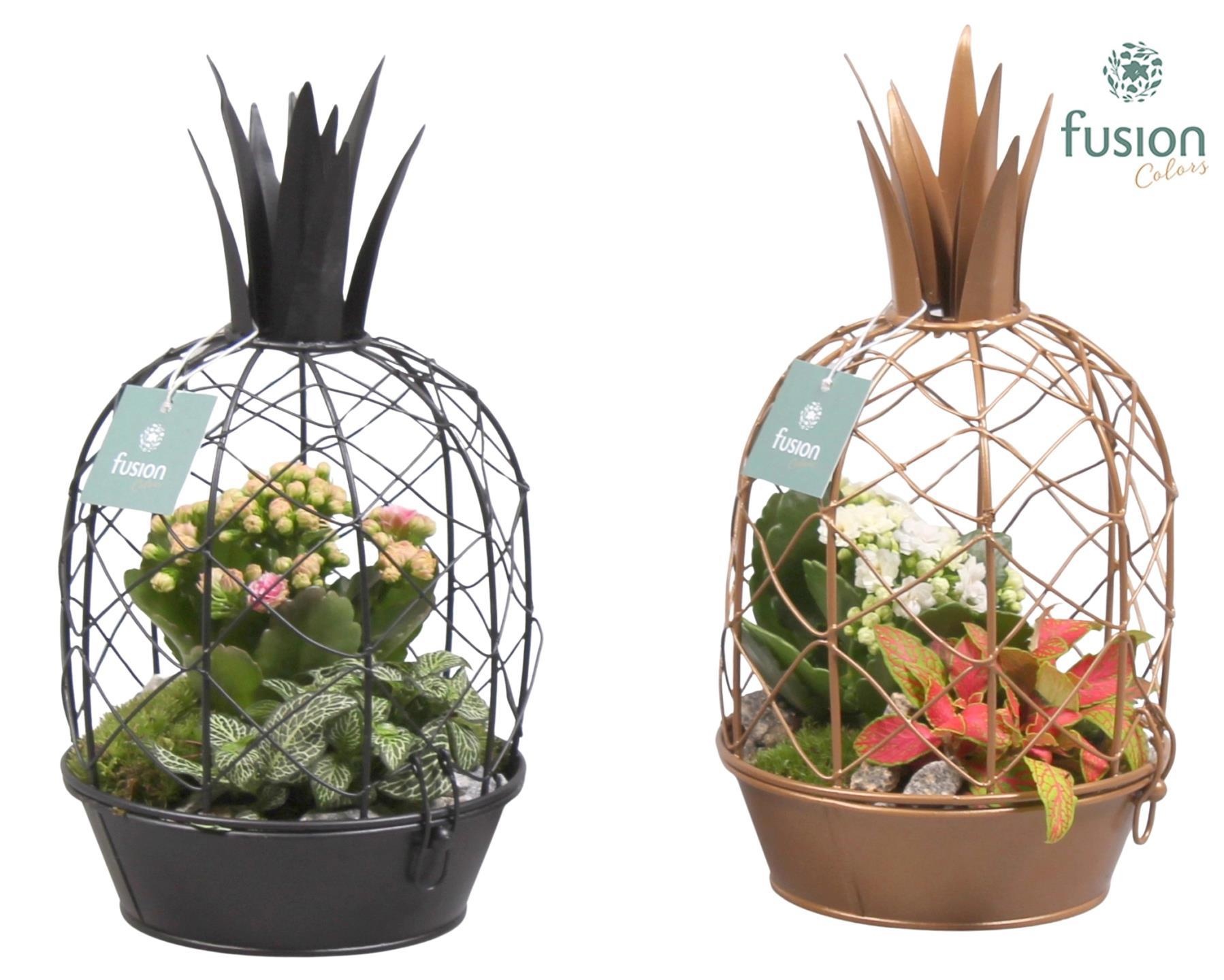 Metaal ananas GOUD met Arrangement kalanchoefittonia, D 15