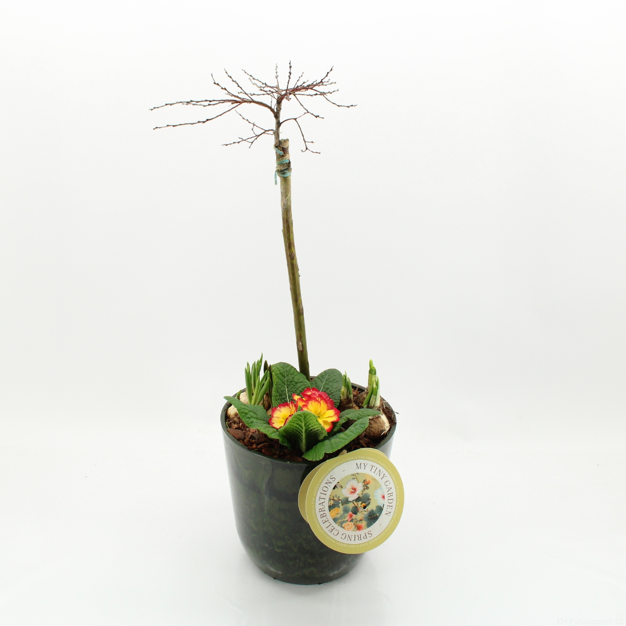 MTG-SA-08 My Tiny Garden Salix, D 23 cm