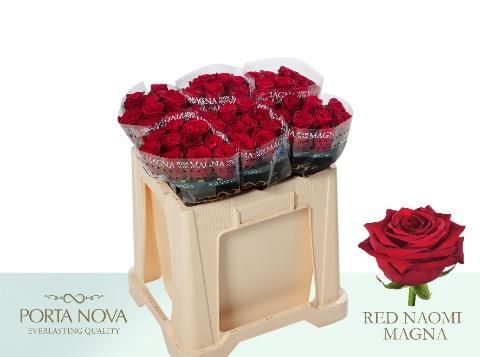 Роза од. Рэд Наоми 50, шт. Роза од. Рэд Наоми 50, шт.