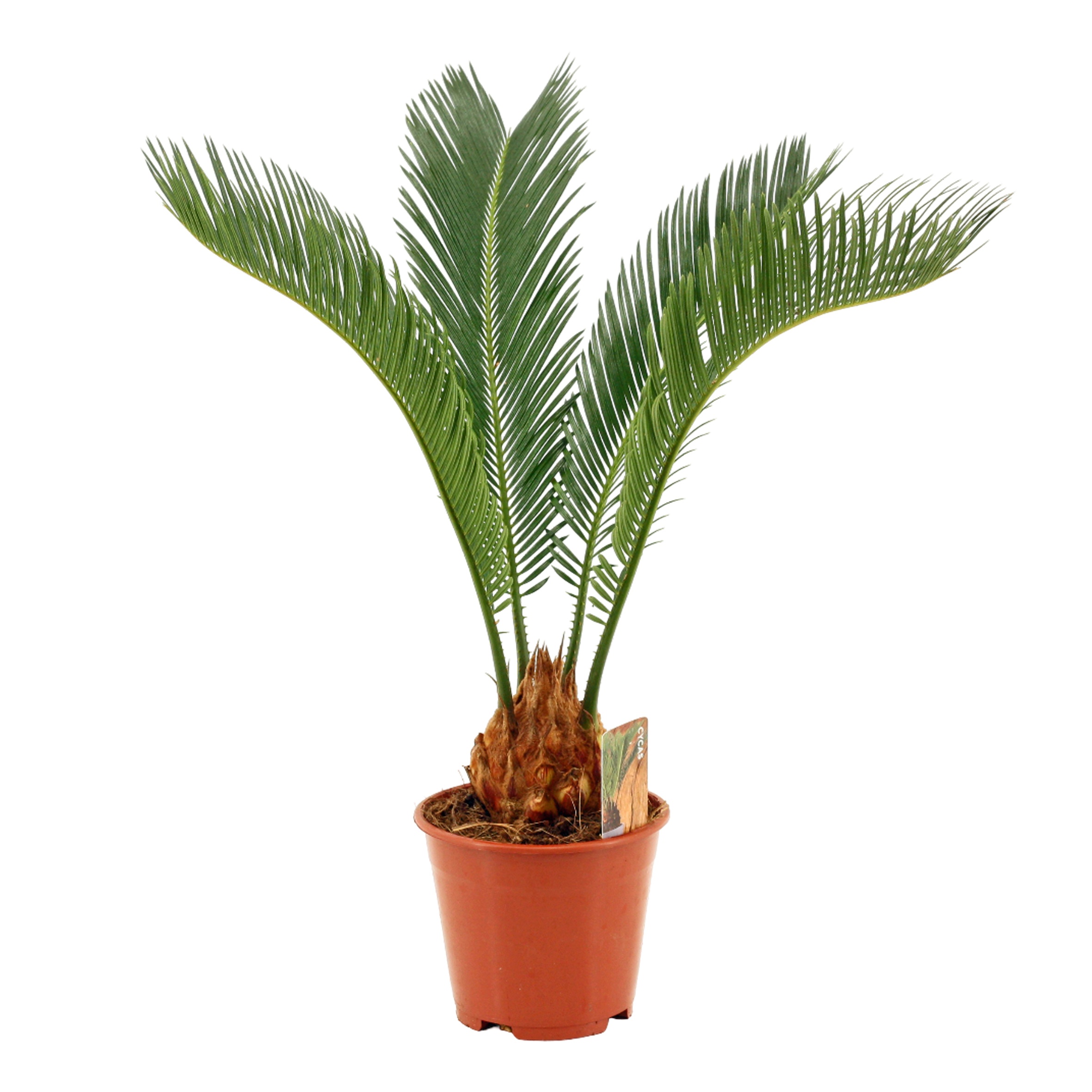 Cycas Revoluta 14 cm Slag A1, 4+ veren, D 14