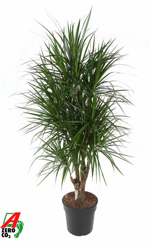 Dracaena Marginata vertakt P31, D 31