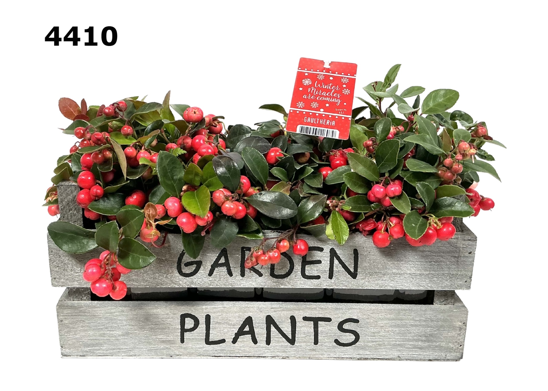 Veilingkistje gaultheria, D 29 cm