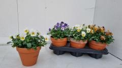 Viola mixtray Endurio F1 in p13 stenen pot, D 13