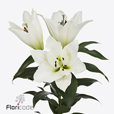 Лилия Петакас 100 (бел.), шт.