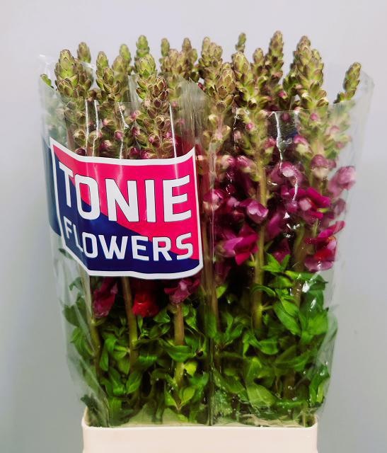 Антирринум Мэрилэнд Рэд (красн.), шт.