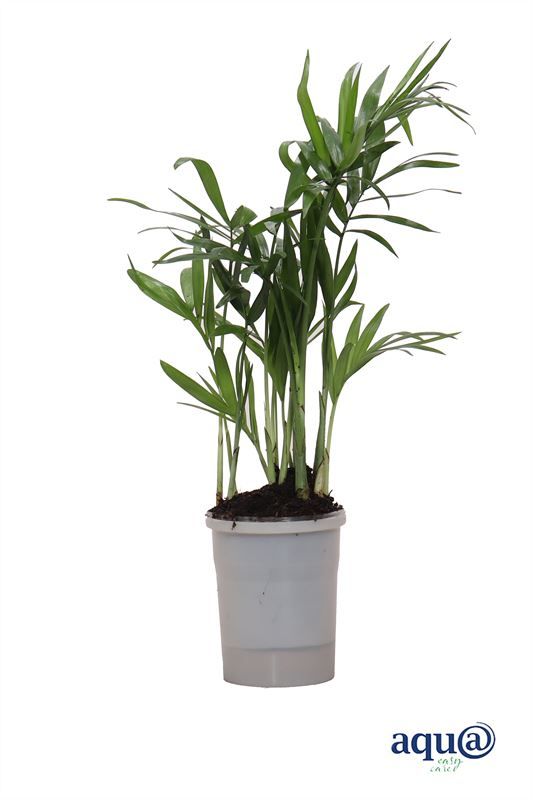 Chamaedorea p06 elegans Aqu@, D 6