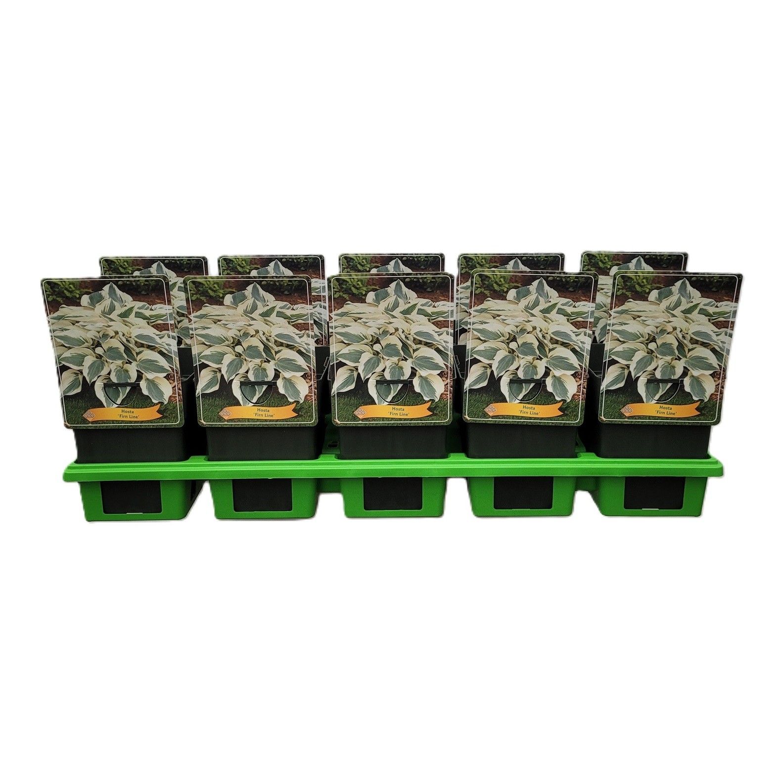 Hosta 'Firn Line' P11, D 11