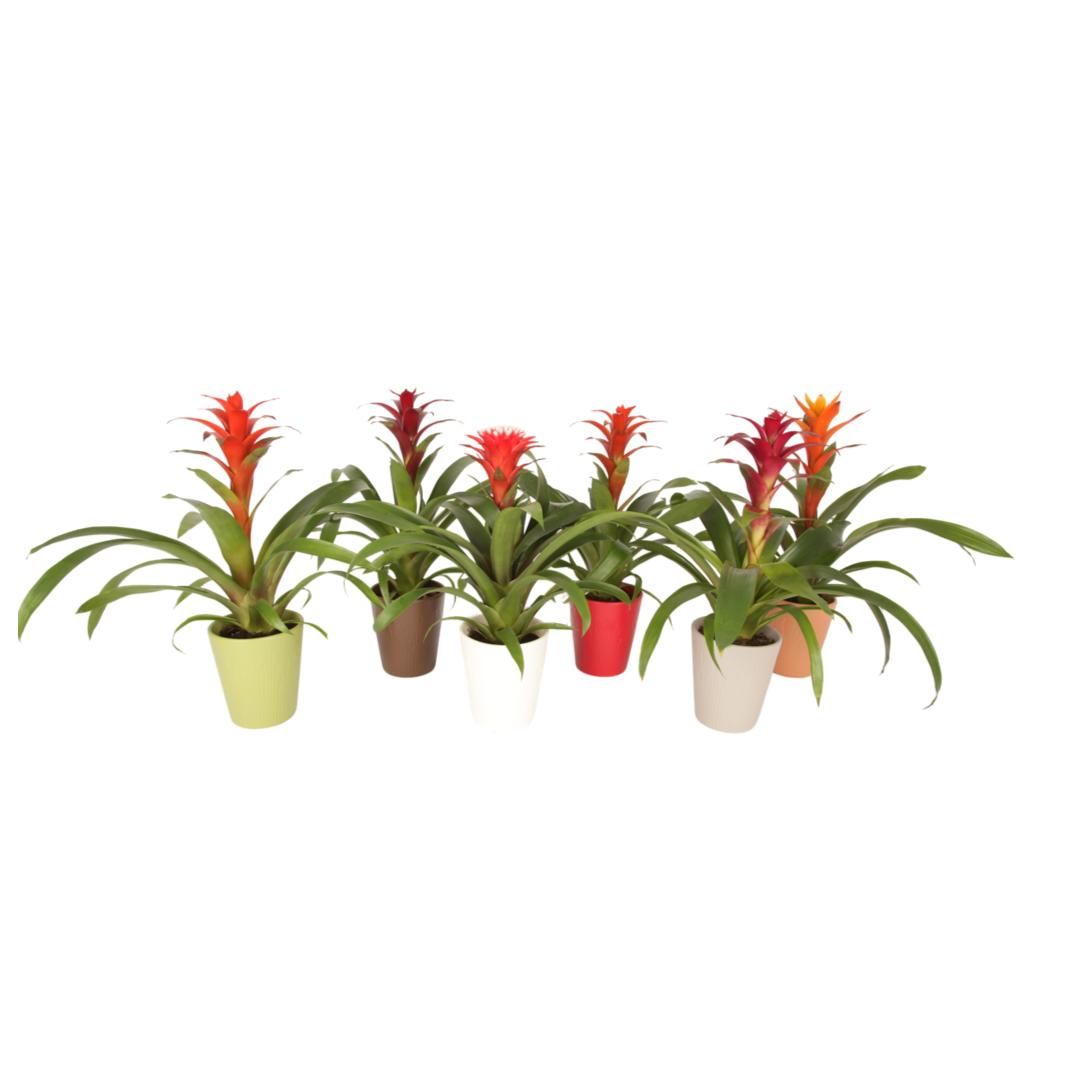 Bromelia mix in Autumn Keramiek, D 12
