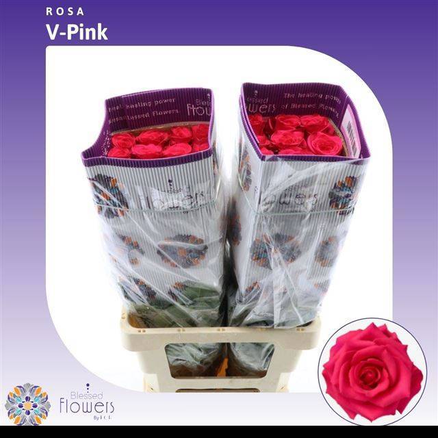 Роза од. Випинк 60, шт.