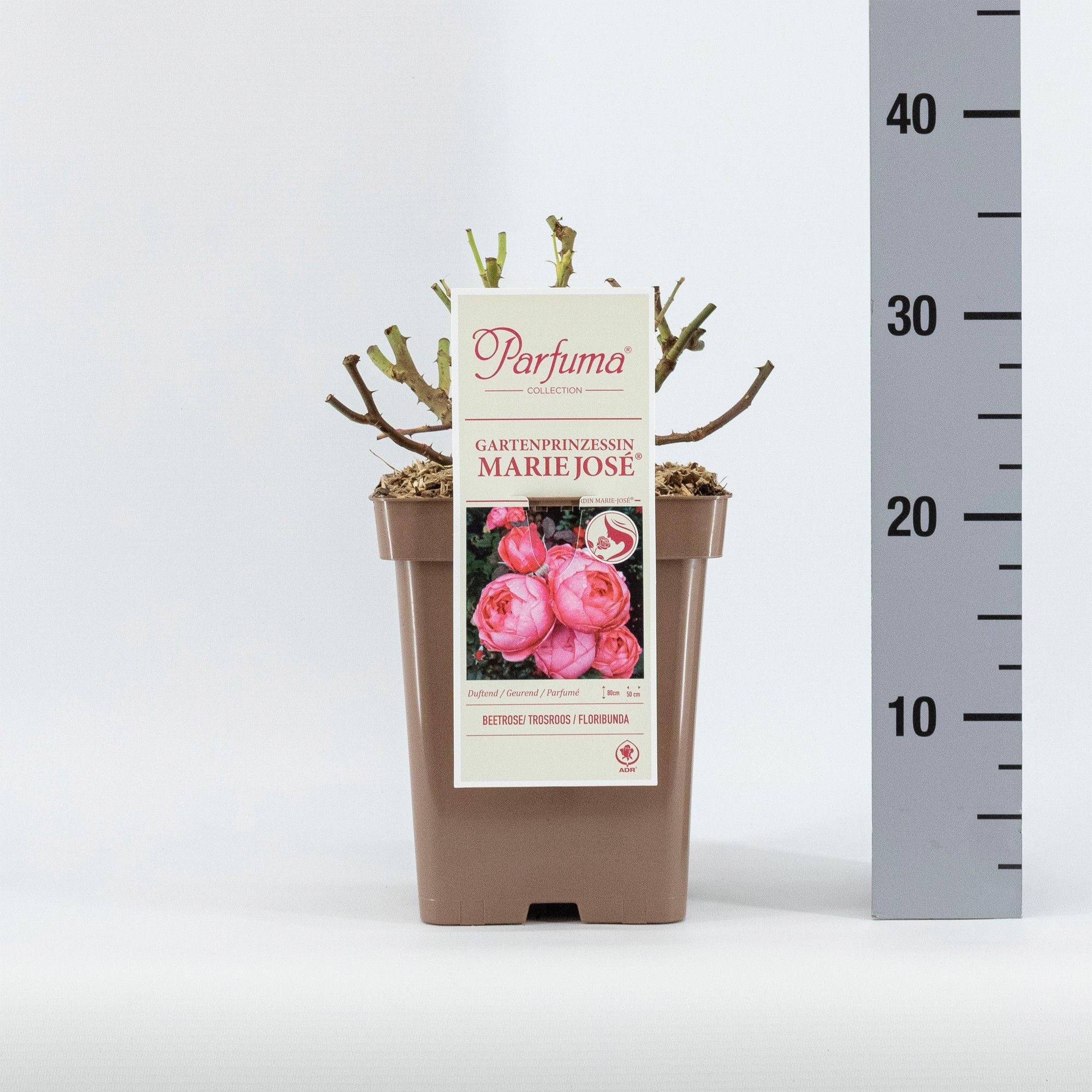 Rosa Parfuma (F) Gartenprinzessin Marie-José ®, D 23