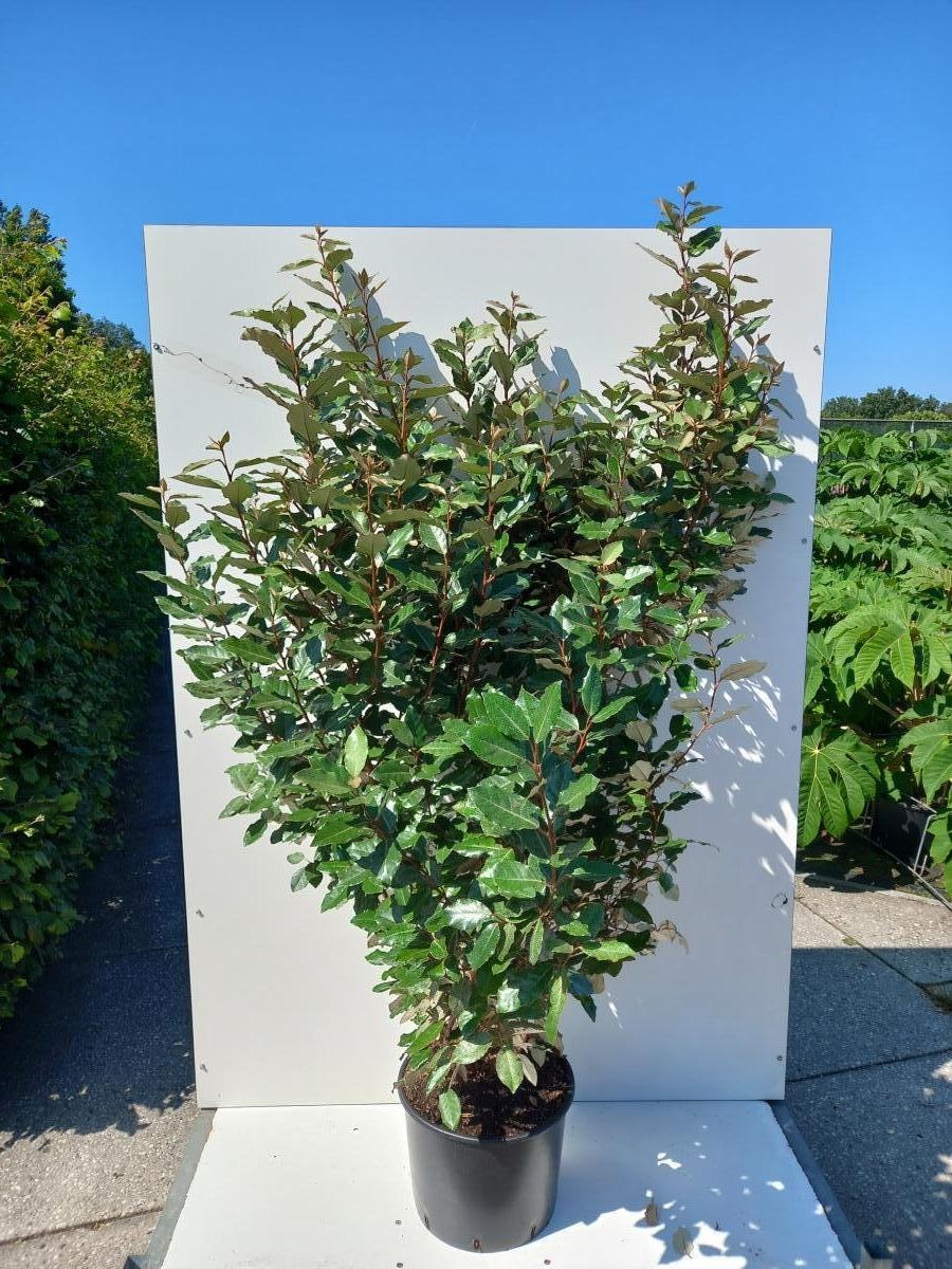 Elaeagnus ebbingei, D 40