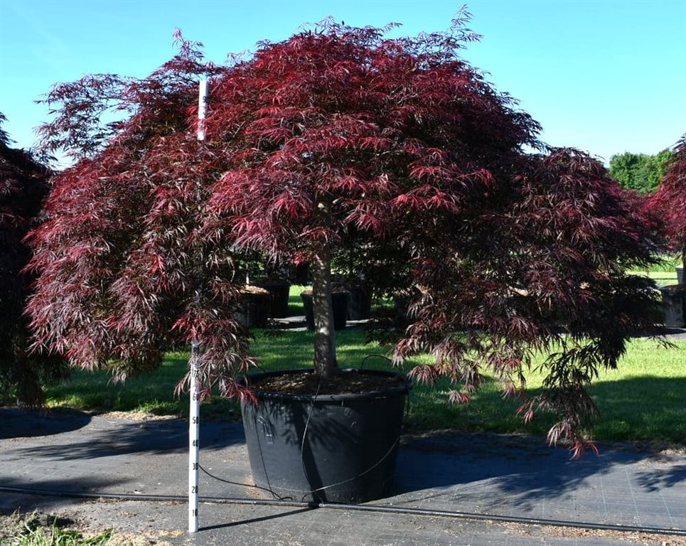 Acer pal. 'Inaba-shidare', D 90