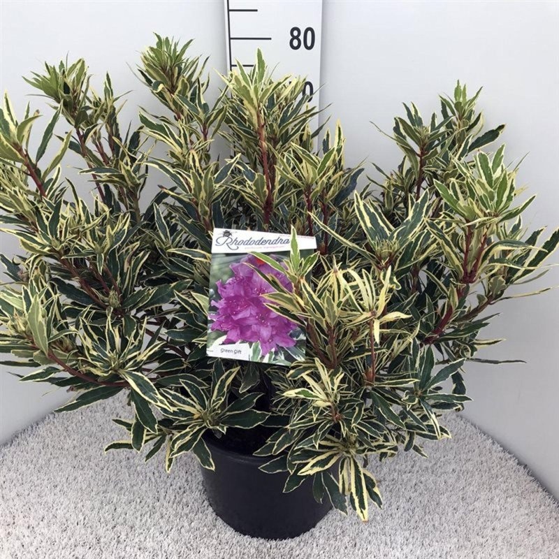 Rhododendron pont. 'Variegatum', D 38