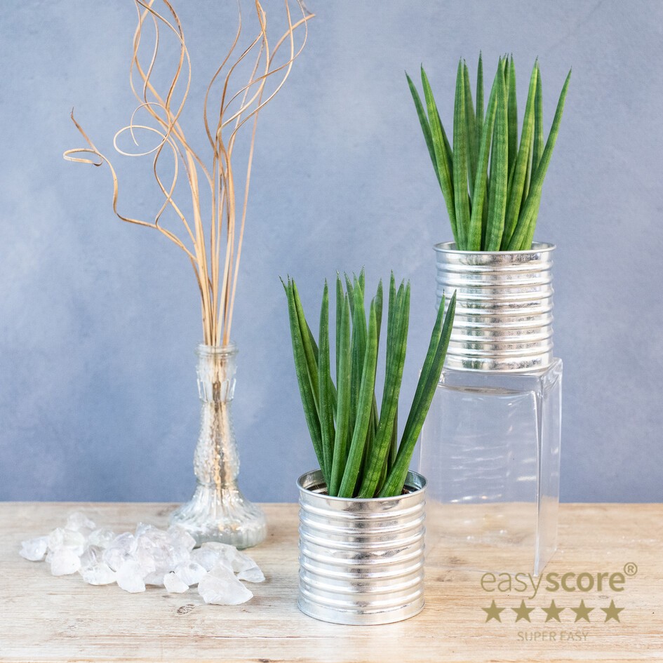 GREEN MIX 30903100 Cans Zink, D 10 cm