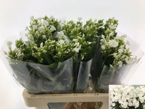 Флокс Сноуи 60, шт. Флокс Сноуи 60, шт.