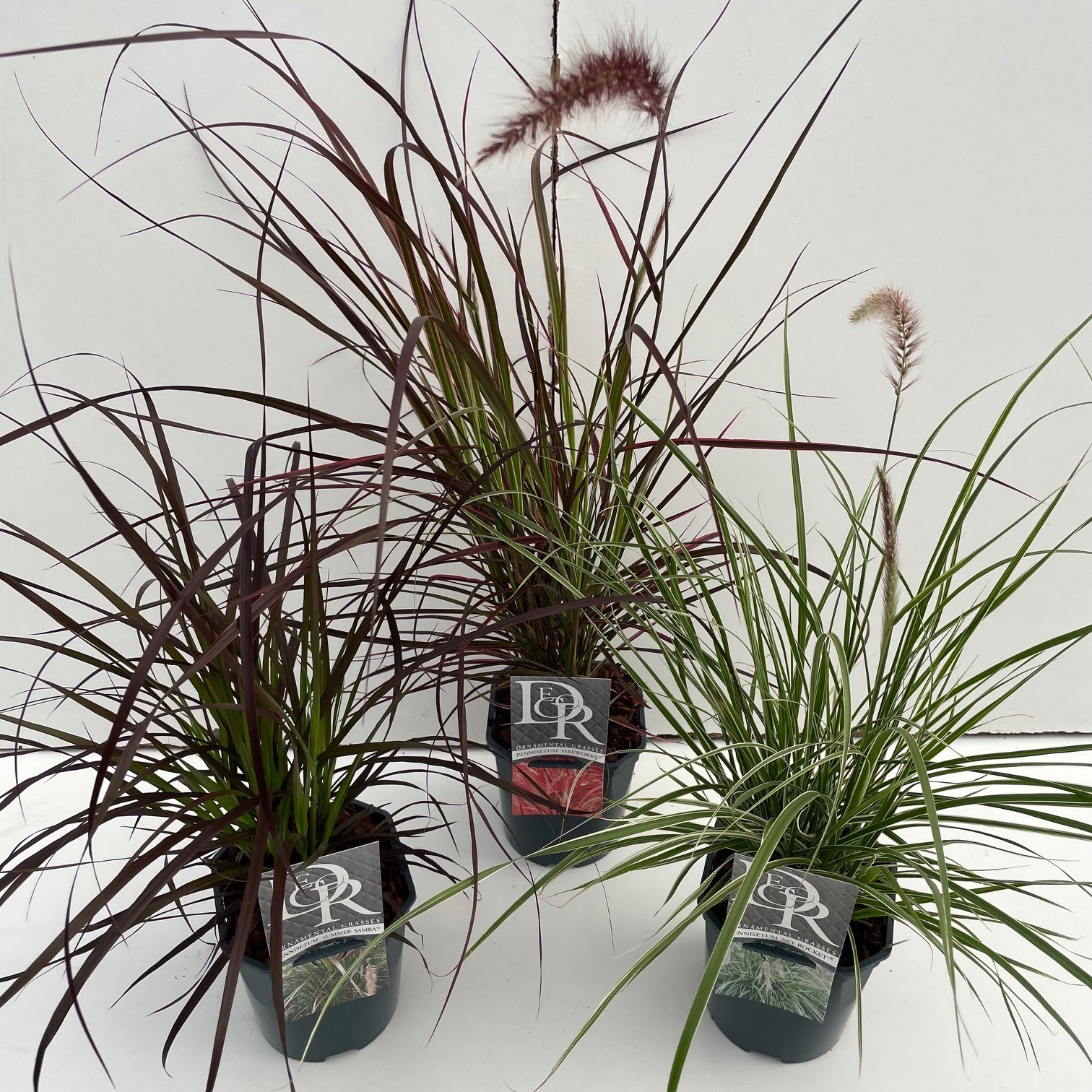 Pennisetum mix exclusief, D 17