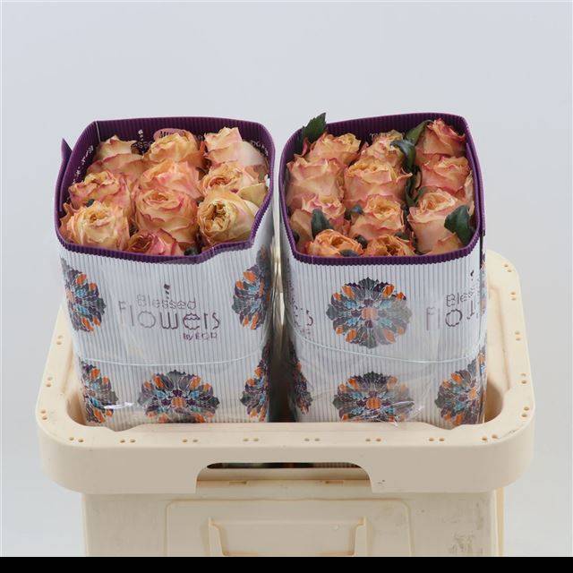 Роза од. Принцесс Краун 50, шт.