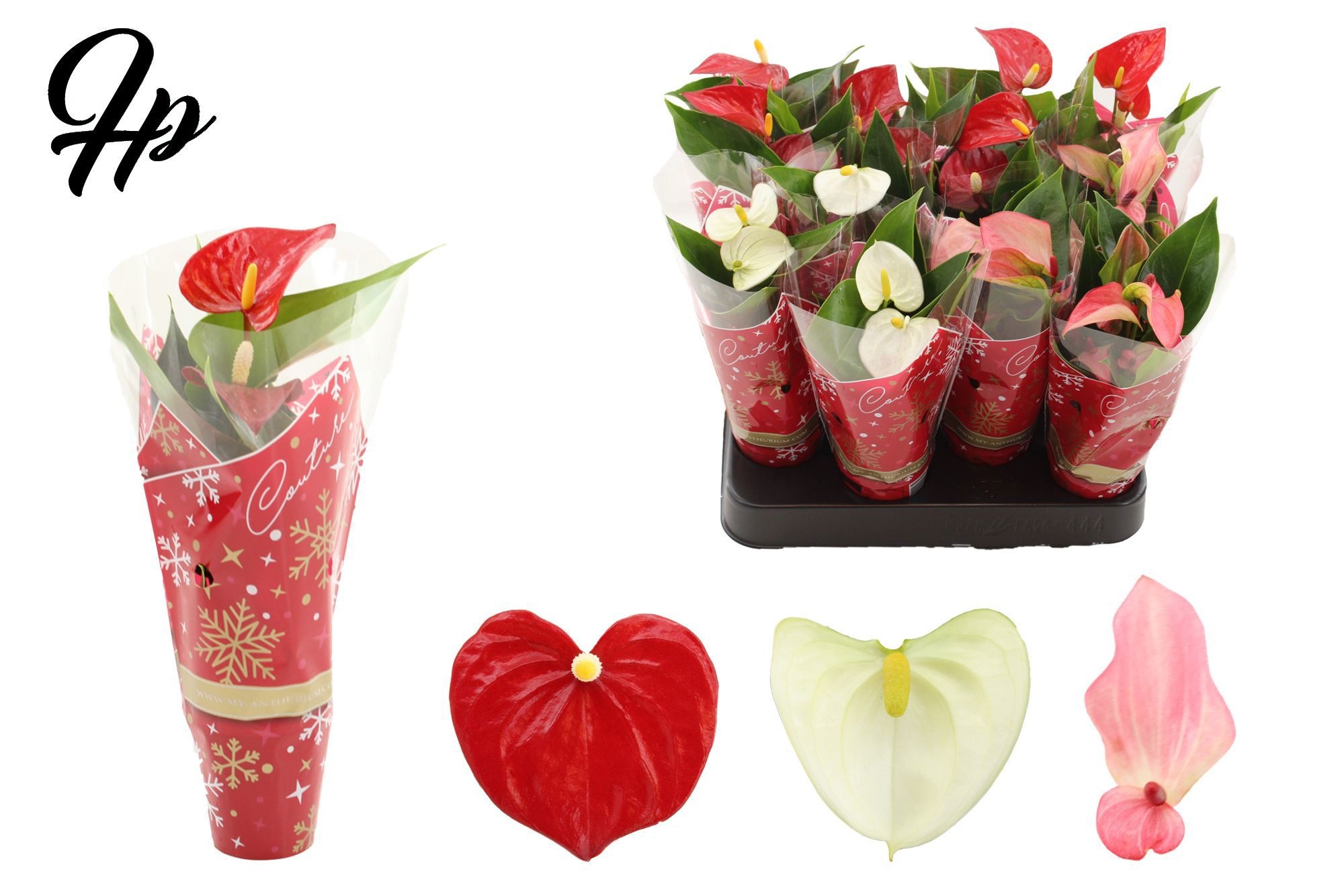Anthurium 6 cm 3 color mix in Couture christmas sleeve, D 6