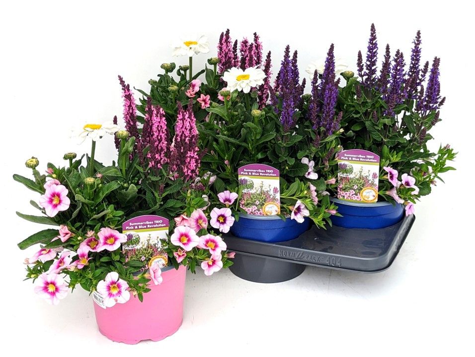 Gattungsmix BlooMatch - verschiedene Mischungen T17 (mit Beetpflanzen - früh), D 17