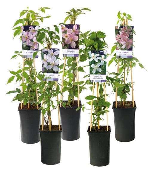 Mixshelf Clematis montana +light label, D 17