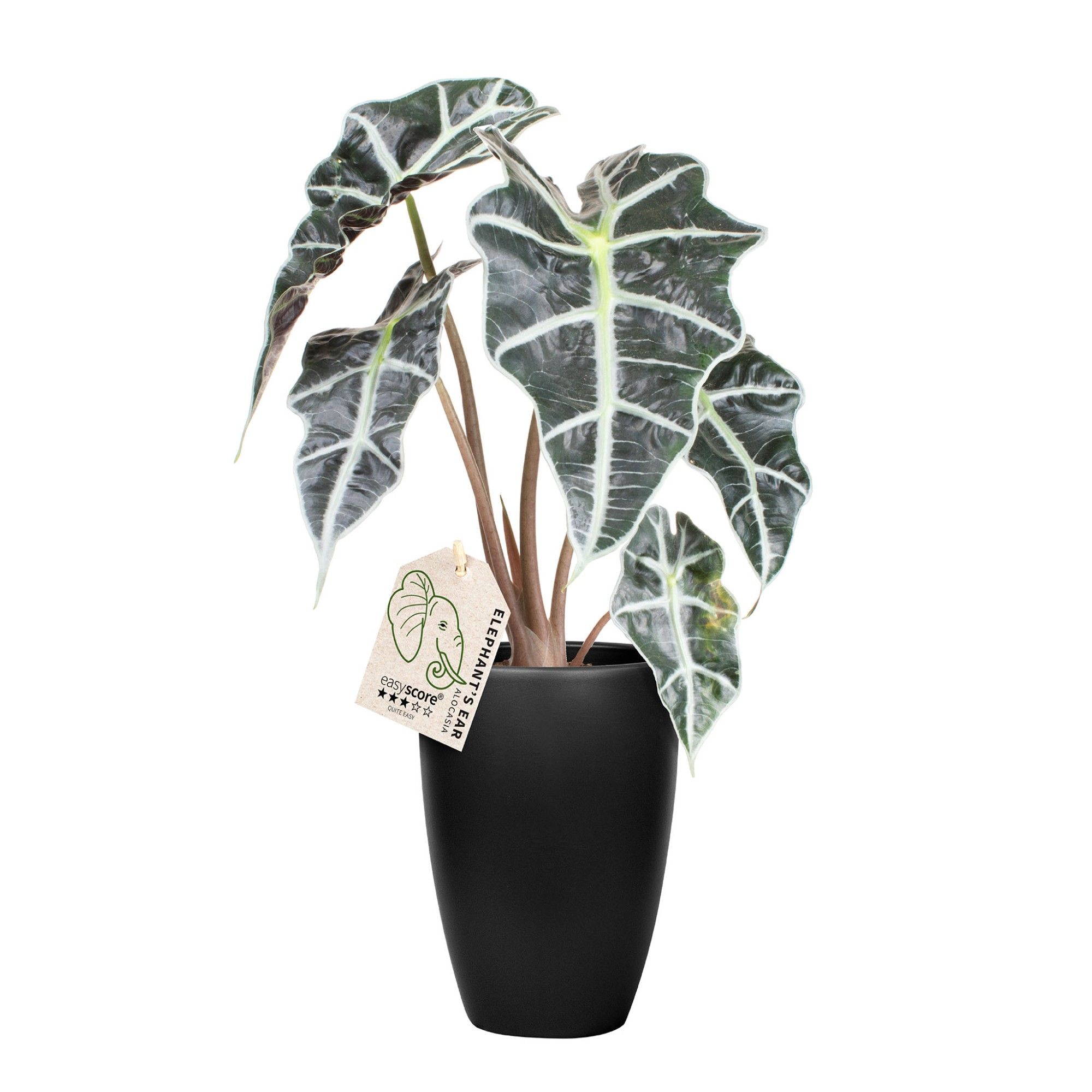 Classic Black, Alocasia ´Dwarf Amazonica´, D 12