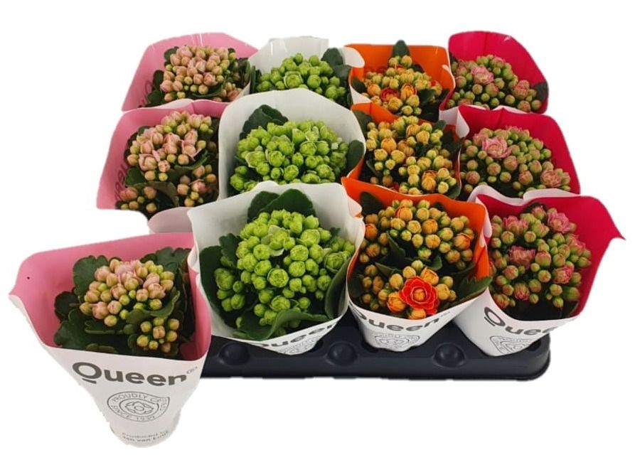 Queen mix dubbel, D 6 cm Queen mix dubbel, D 6 cm