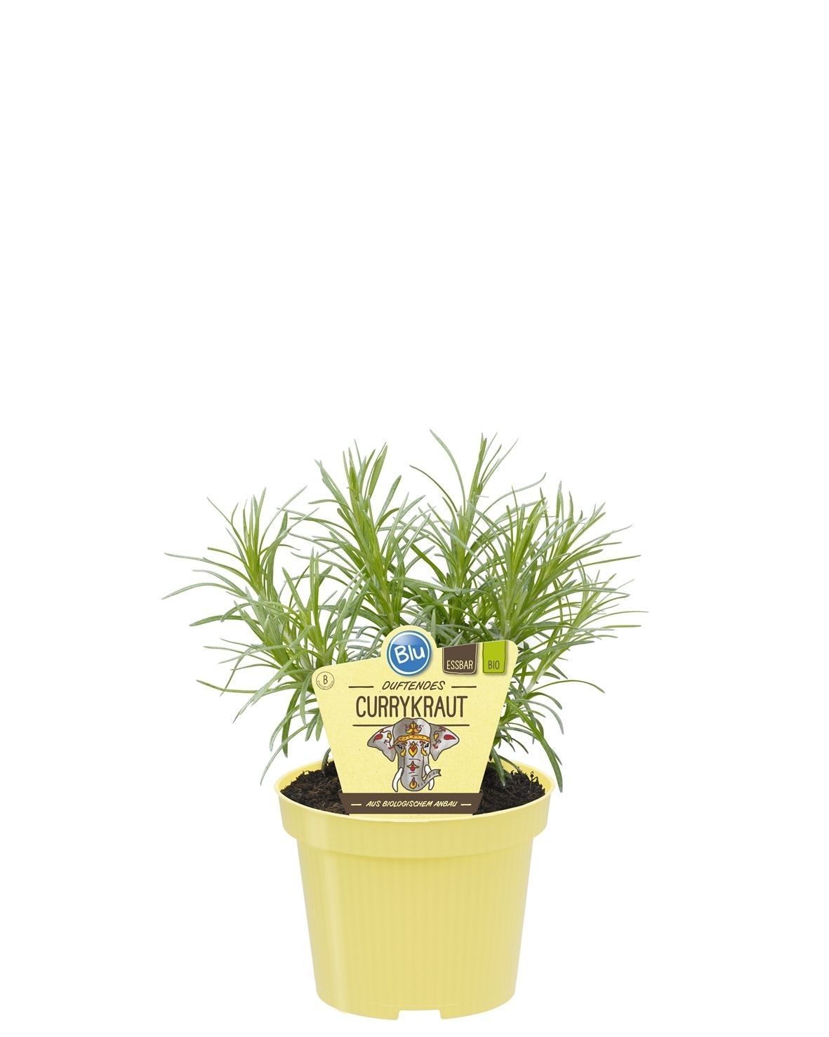 Helichrysum angustifolia, D 12