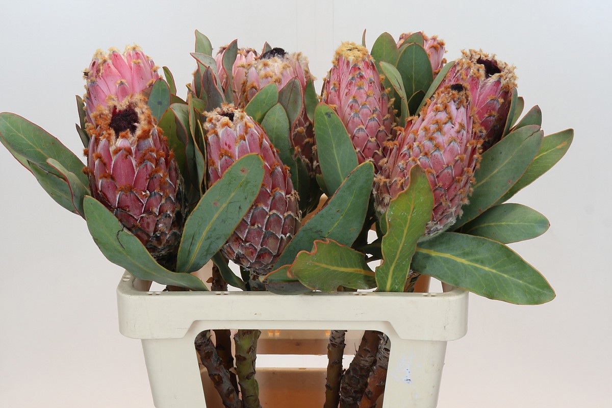 Протея Магнифика 60, шт.