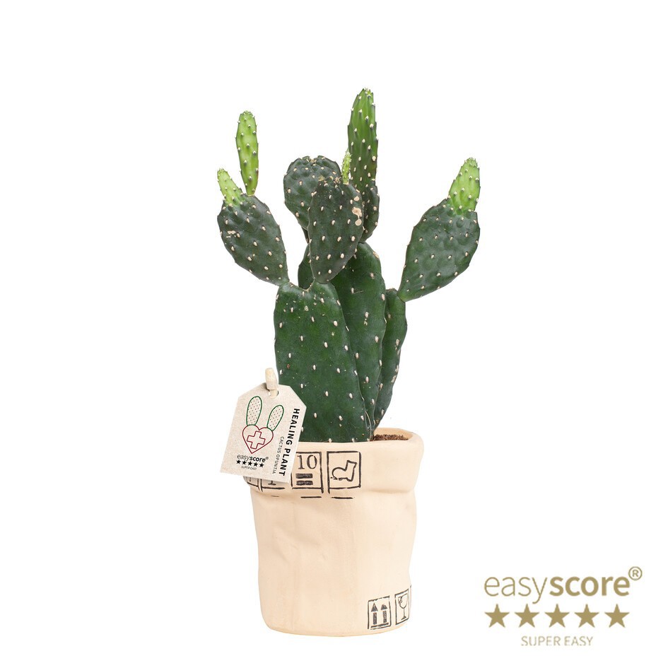 OPUNTIA RUBESCENS 40965007 Ceramic Bag Opuntia, D 10 cm