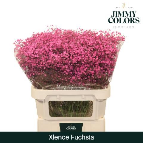 Гипсофила Овериг Крашеная (краш. ) 80, шт.