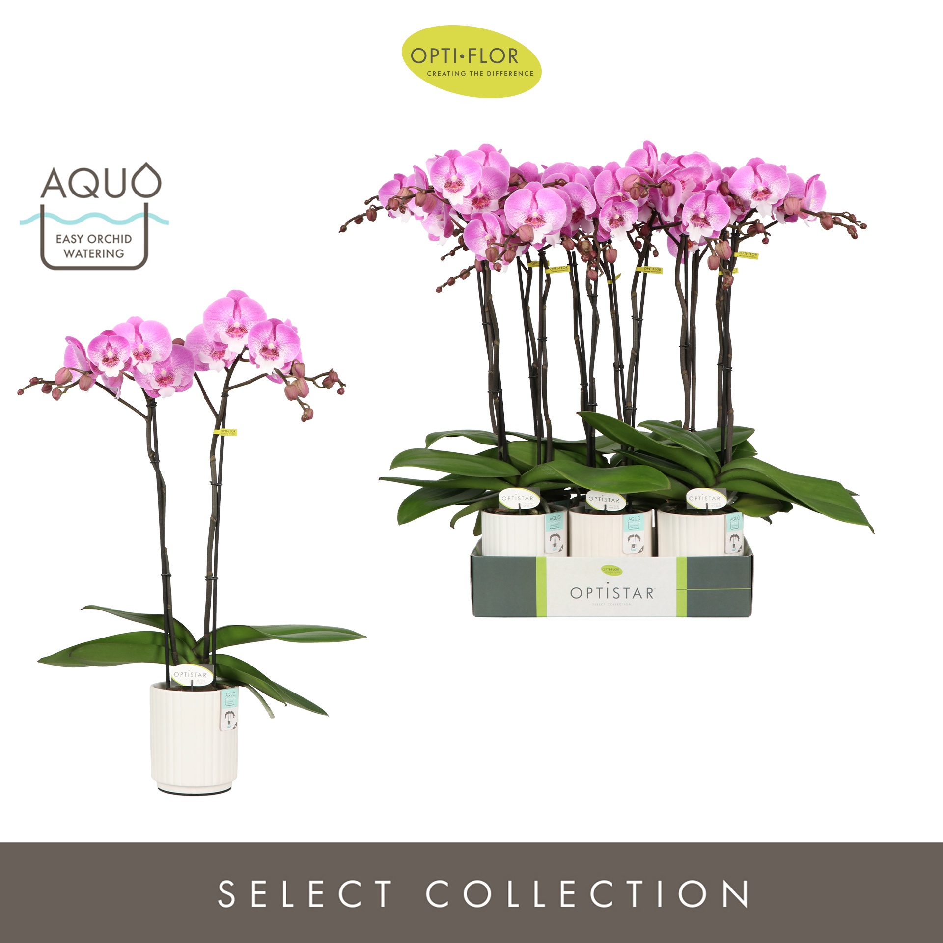 Optistar Hendrix 2 spike in Molise White Aquo, D 12 cm