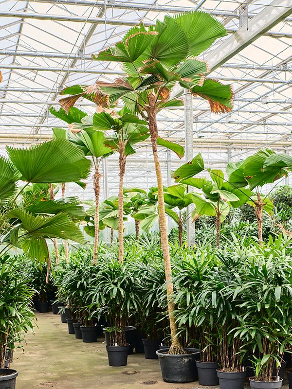 Licuala grandis, D 58