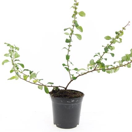 Chaenomeles j. 'Sargentii', D 14 cm