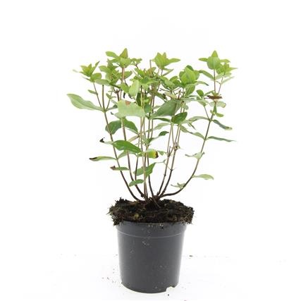 Hypericum i. 'Annebel', D 14