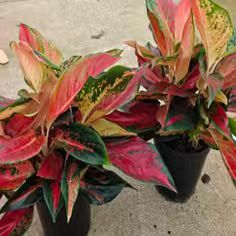 Аглаонема 150 Три Ред Старс 15 28