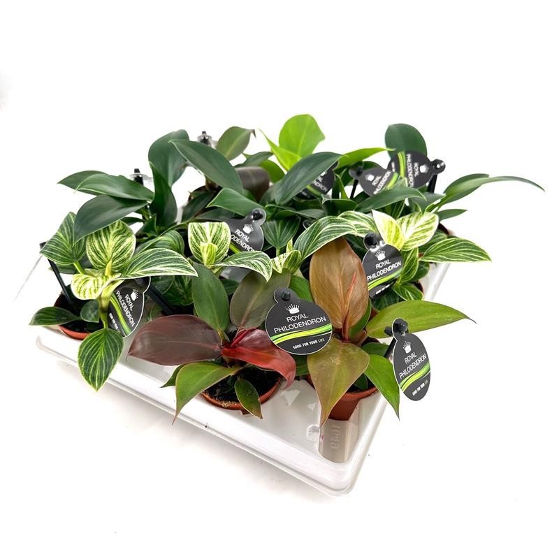 PHILODENDRON IMPERIAL H1825 Mini Royal Philo.MIX, D 6 cm