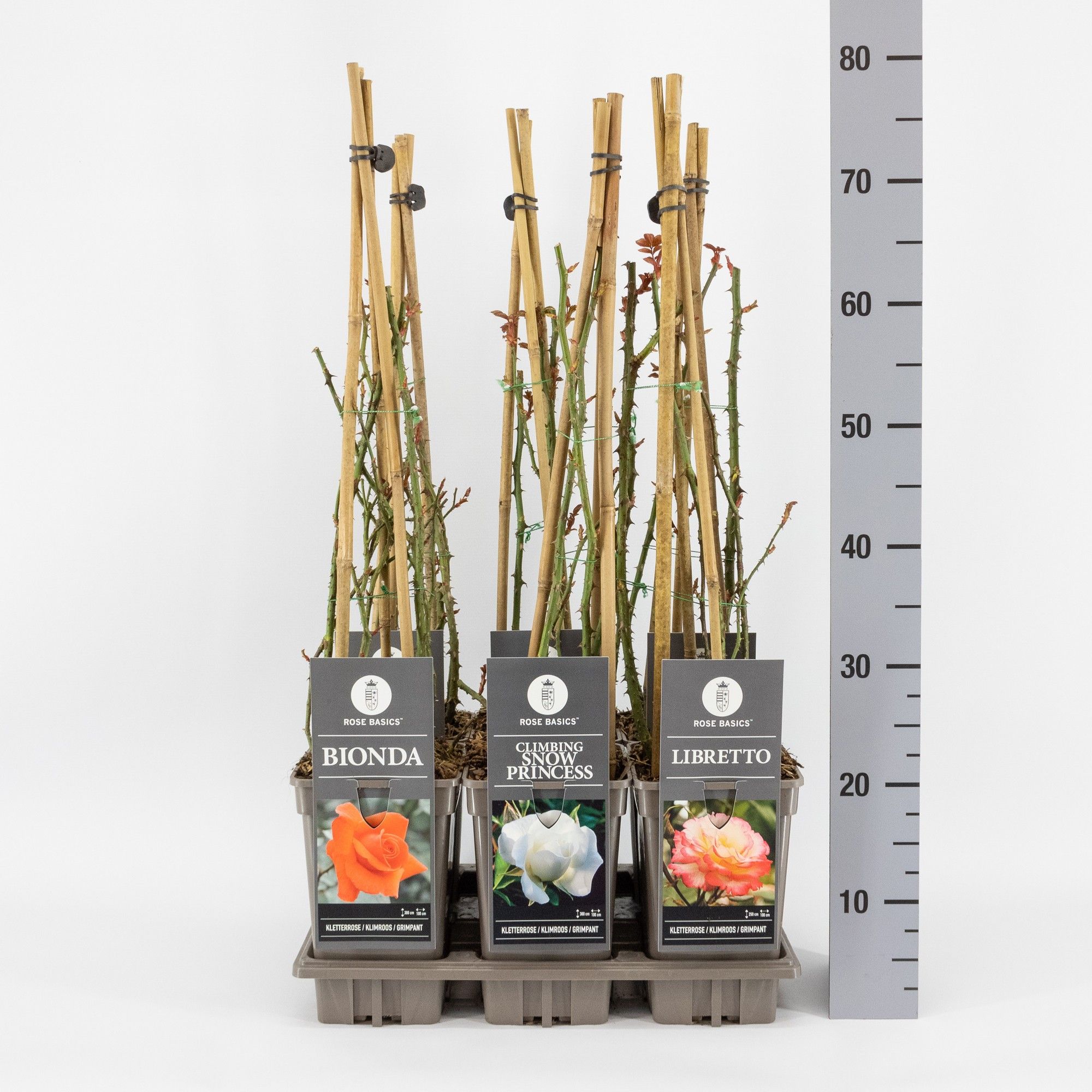 Rose Basics klimroos (K) mix, C3, 3 stok 75cm, D 17