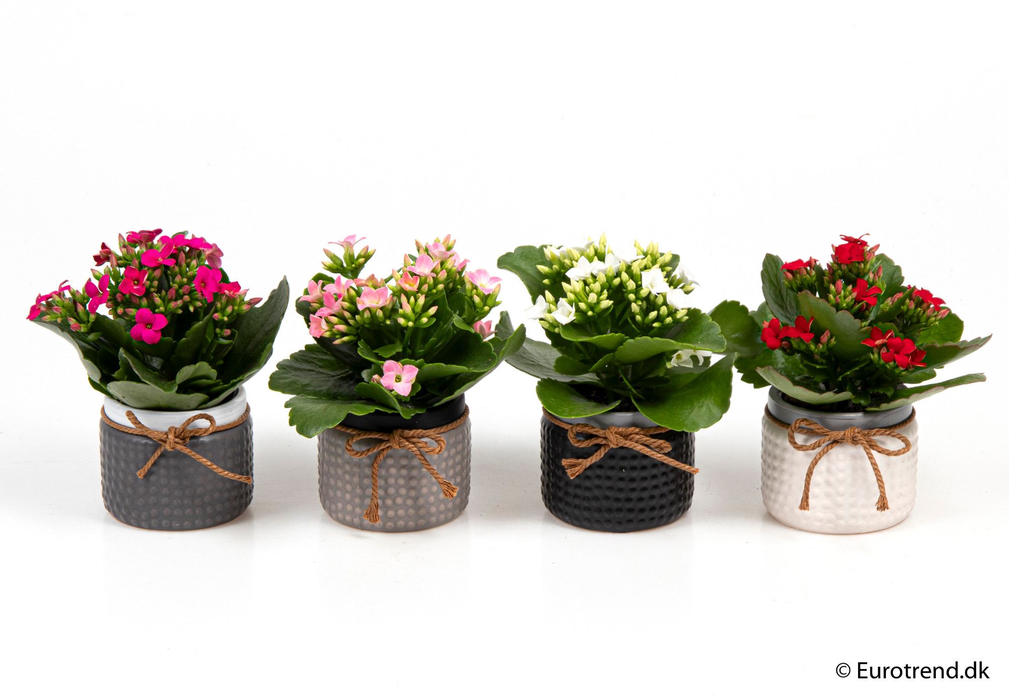 Kalanchoe in ceramic - New Look 2025, D 6