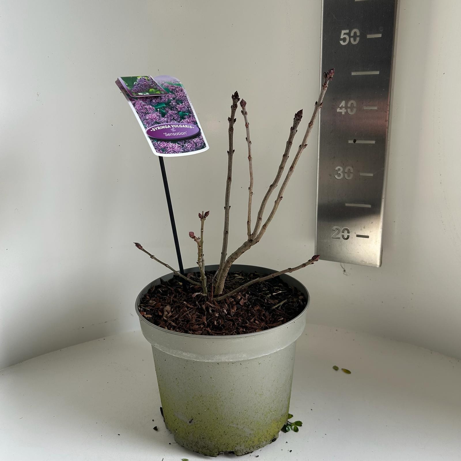 Syringa vulgaris Sensation, D 23