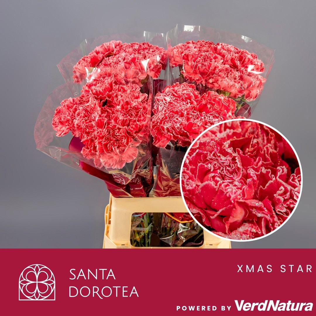 Диантус од. Овериг Крашеный (краш. ), шт.