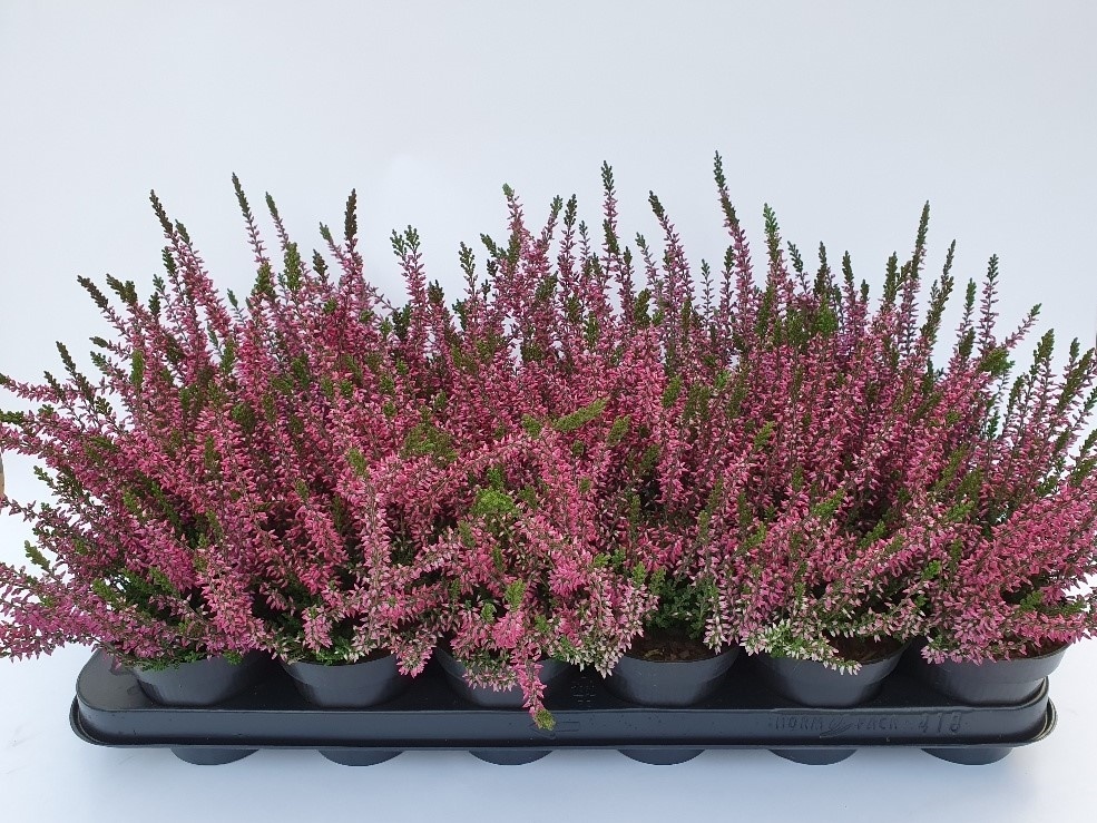 Calluna vulgaris, D 9 cm