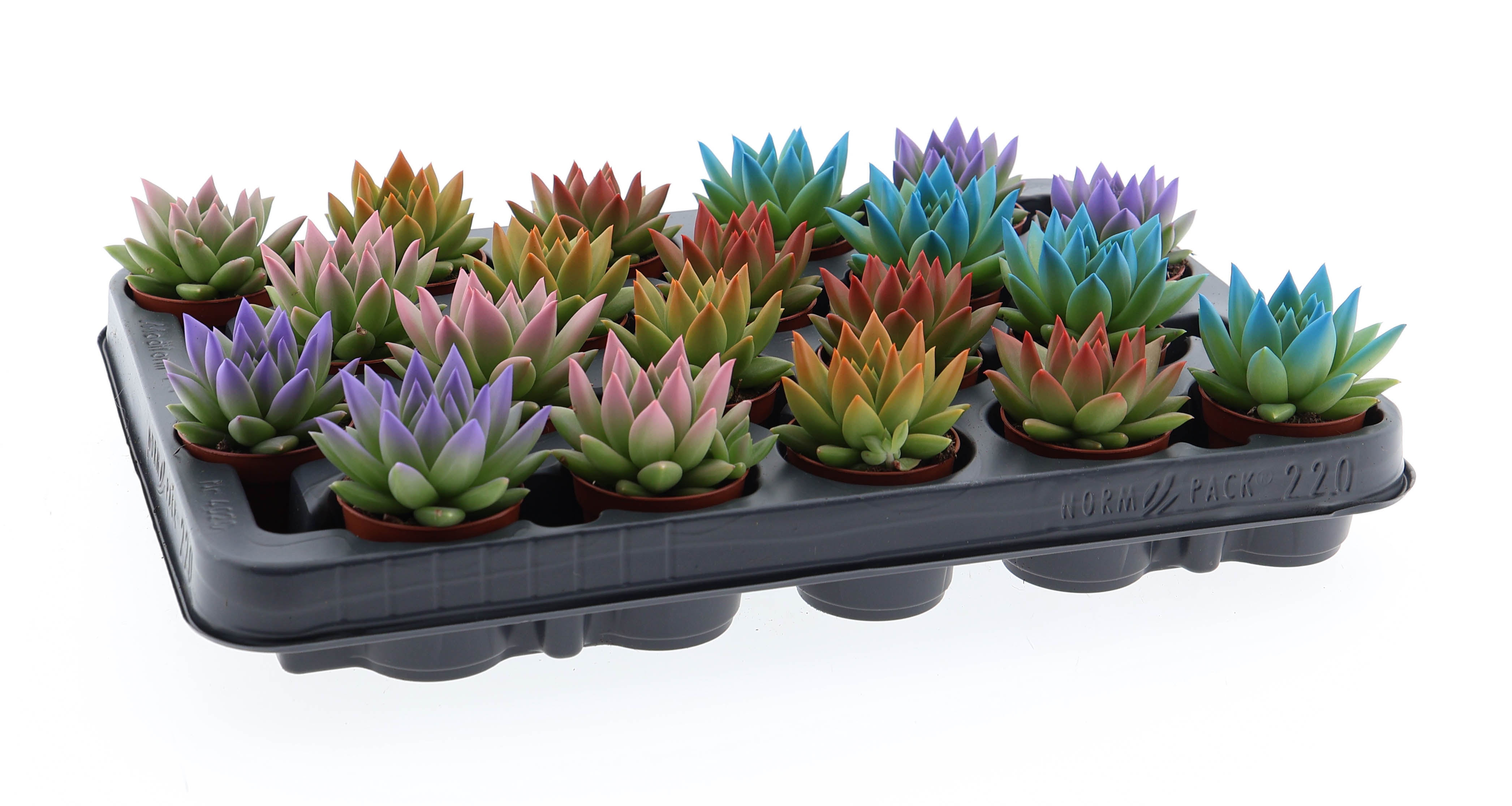 Rainbow tips mix, D 5,5